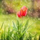 کاور آهنگ باخ گولوم گلدی باهار
